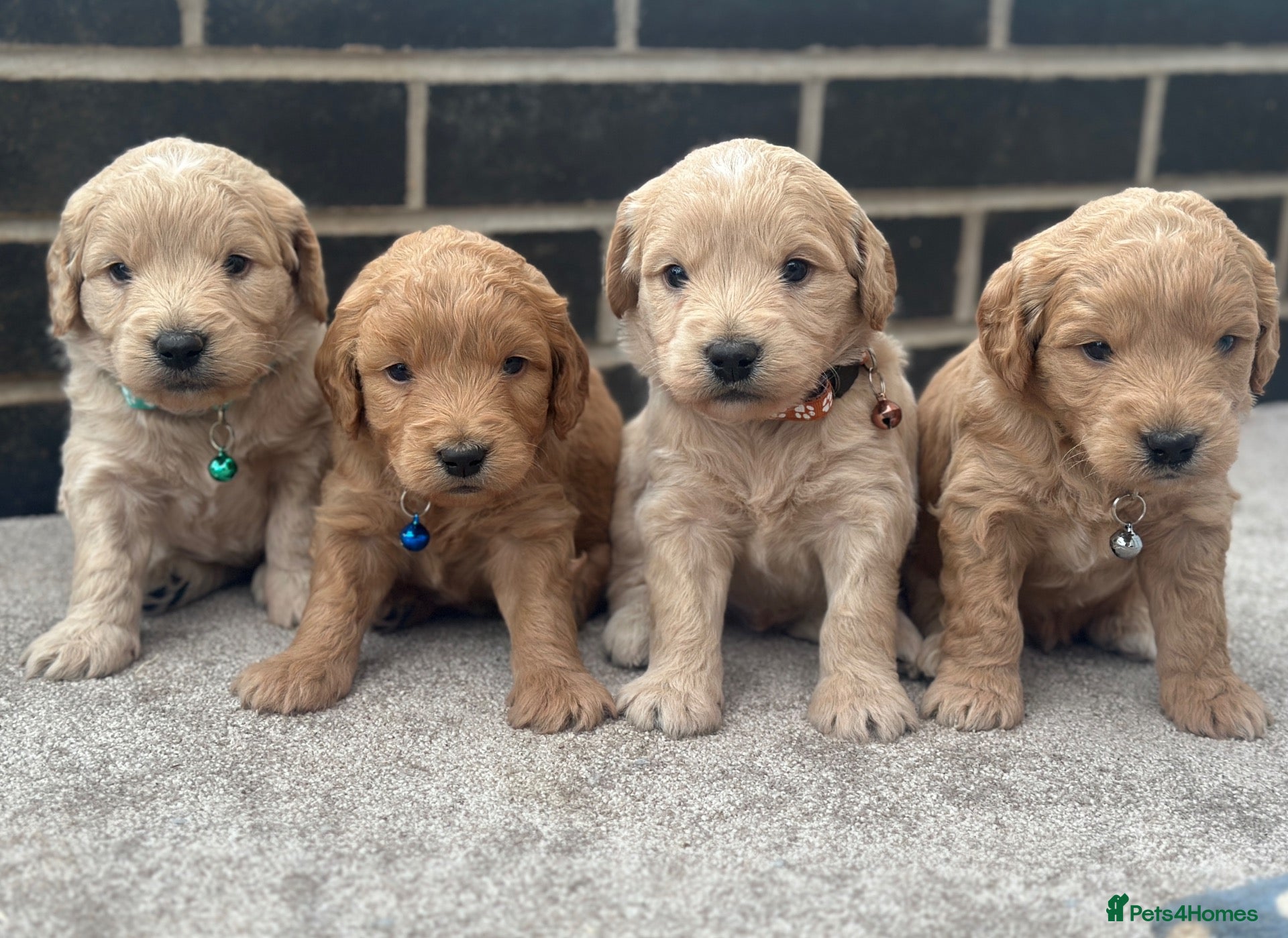 Mini Goldendoodle dogs Beautiful F1 Goldendoodles - Advert 2