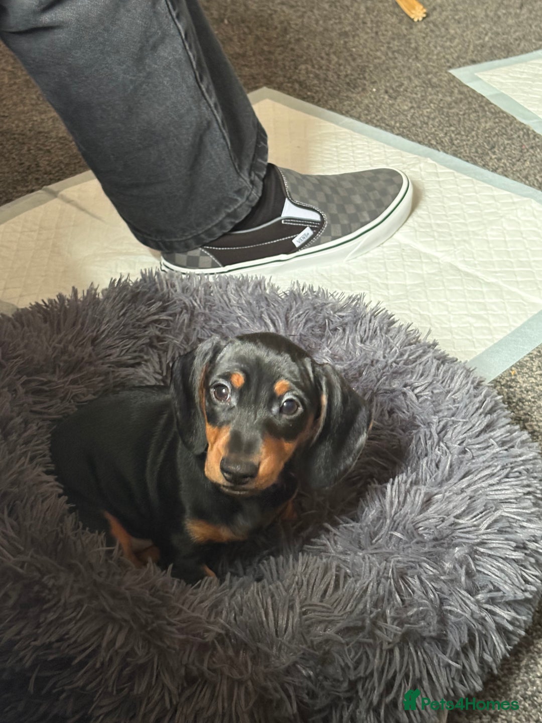 Miniature Dachshund dogs for sale: Miniature Dachshund Boy For Sale 7 Months  - Advert 12