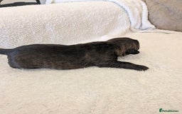 Mixed Breed dogs for sale: Cockerbull puppies  - Image 31