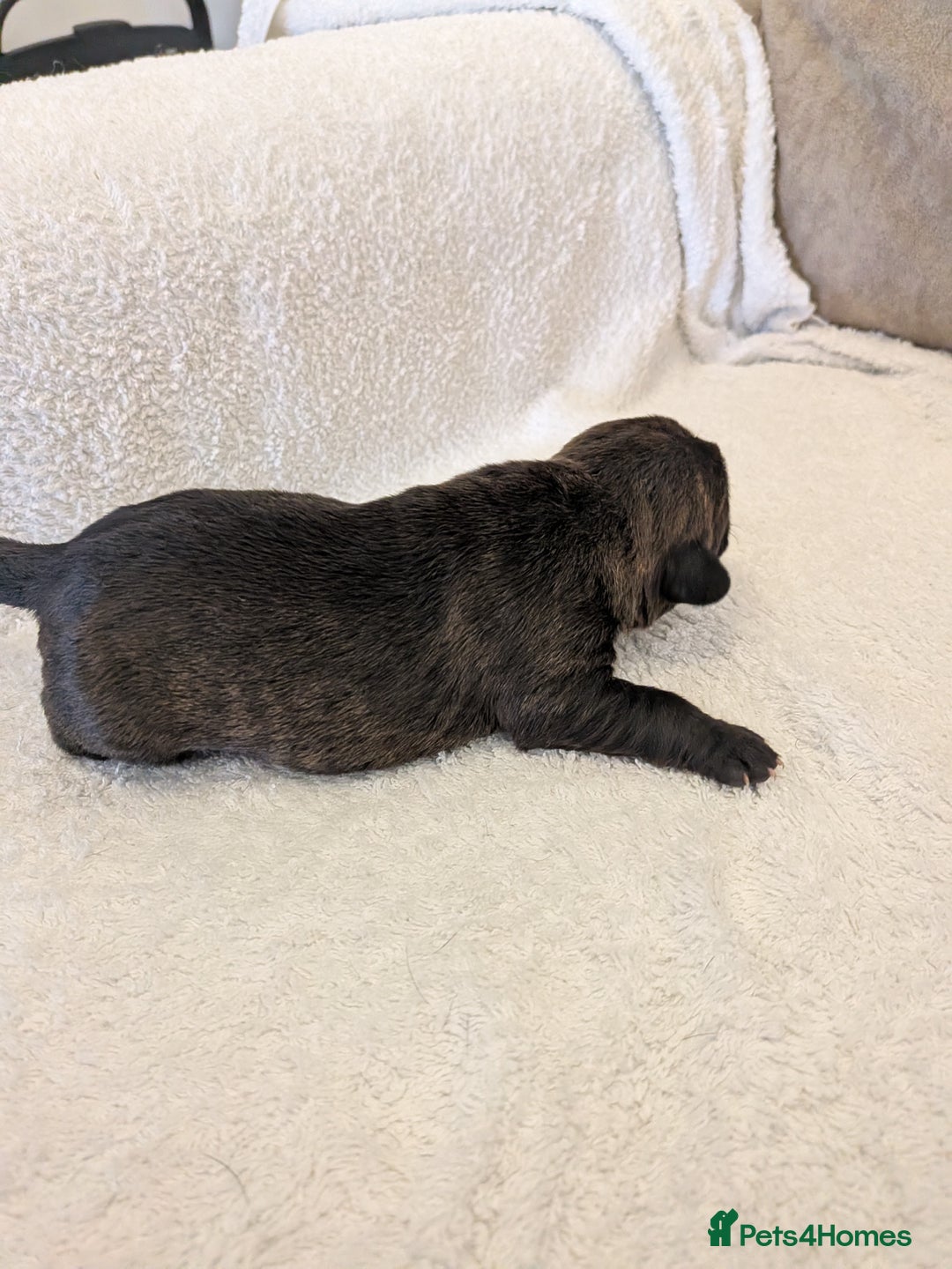 Mixed Breed dogs for sale: Cockerbull puppies  - Image 31