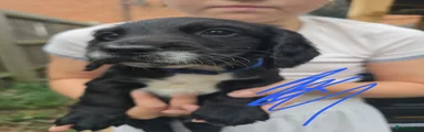 Blue Pup