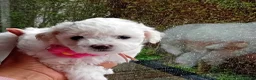 Bichon Frise dogs for sale: Bichon Frise ( 1 boy left ) - Advert 12