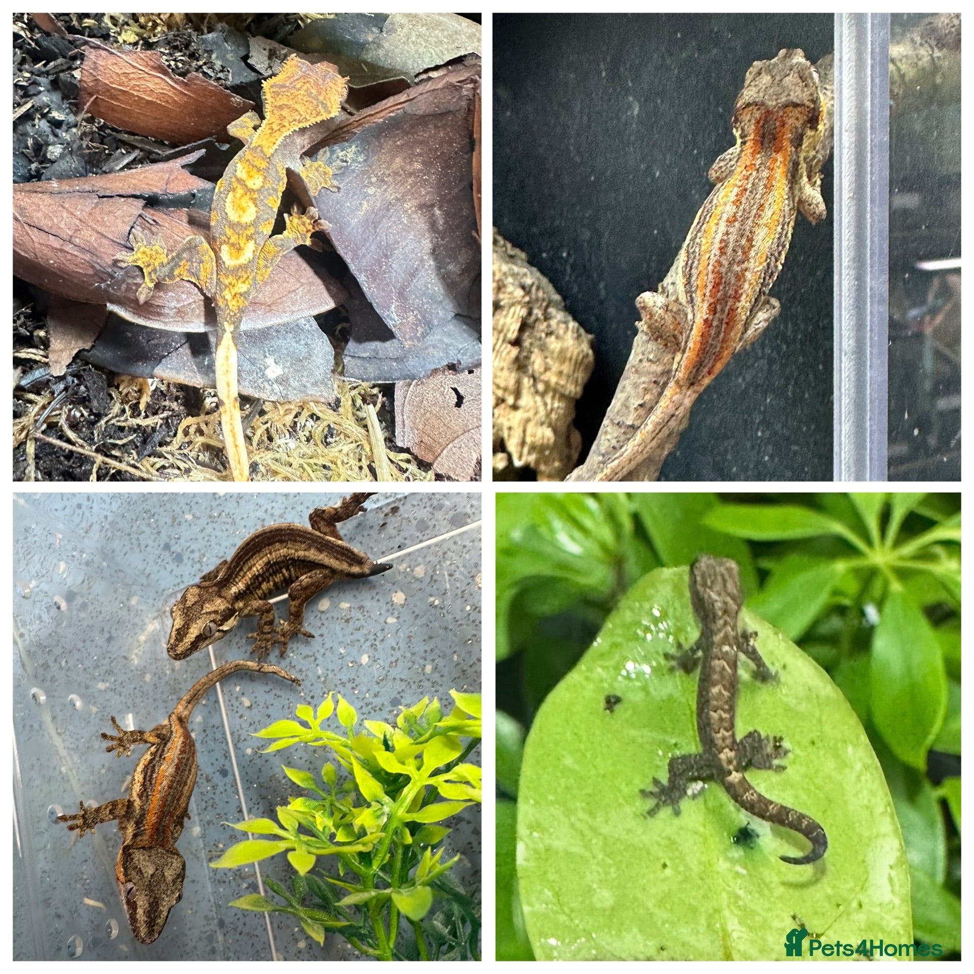 Gecko reptiles Gargoyle, Crested geckos and mourning geckos  - Advert 1