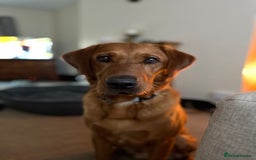 Labrador Retriever dogs for stud: PROVEN KC Health Tested Fox Red Labrador for Stud in Farnborough - Image 4