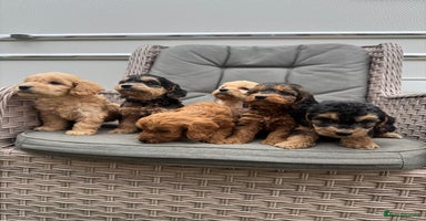Cockapoo dogs - Advert 2
