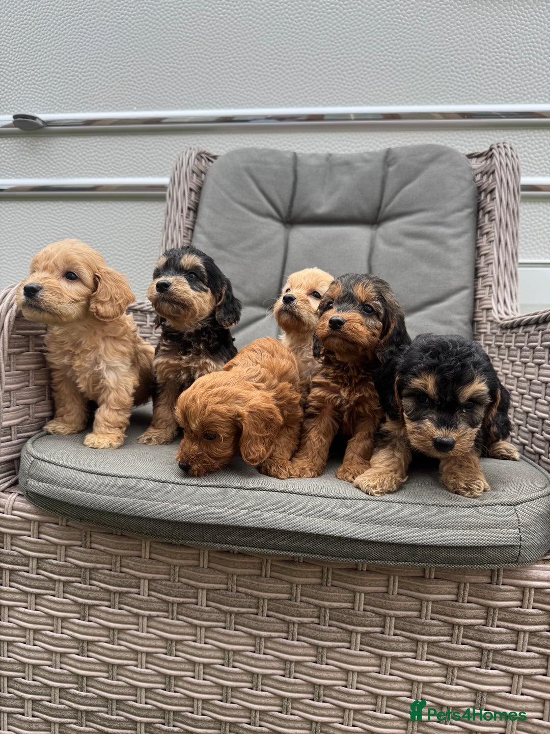 Cockapoo dogs for sale: F1 Cockapoos puppies (council licensed breeder) - Image 2