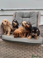 Cockapoo dogs - Advert 3