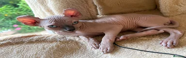 Sphynx 1
