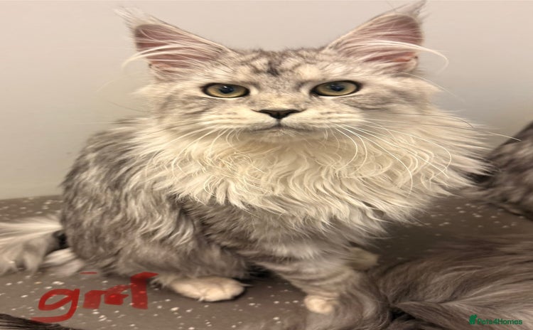 Maine Coon cats in Manchester - Advert 15