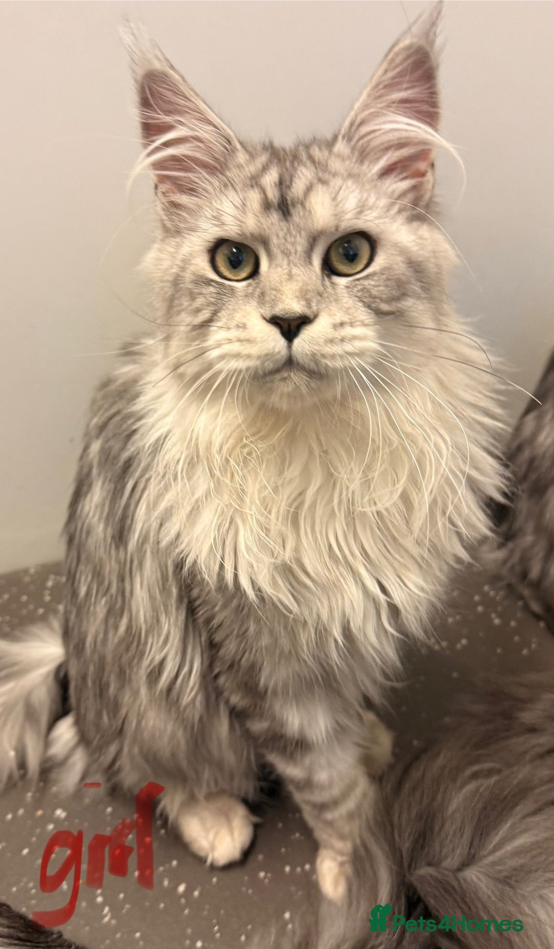 Maine Coon cats for sale: Maine coons ready to go  in Manchester - Image 1