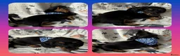 Miniature Dachshund dogs for sale: 💥REDUCED!💥 LAST 2 KC Mini Long haired Dachshund - Advert 29