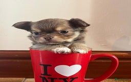 Chihuahua dogs for stud: Chico the Charmer- Russian Lines Champion Pedigree in Chester - Image 21