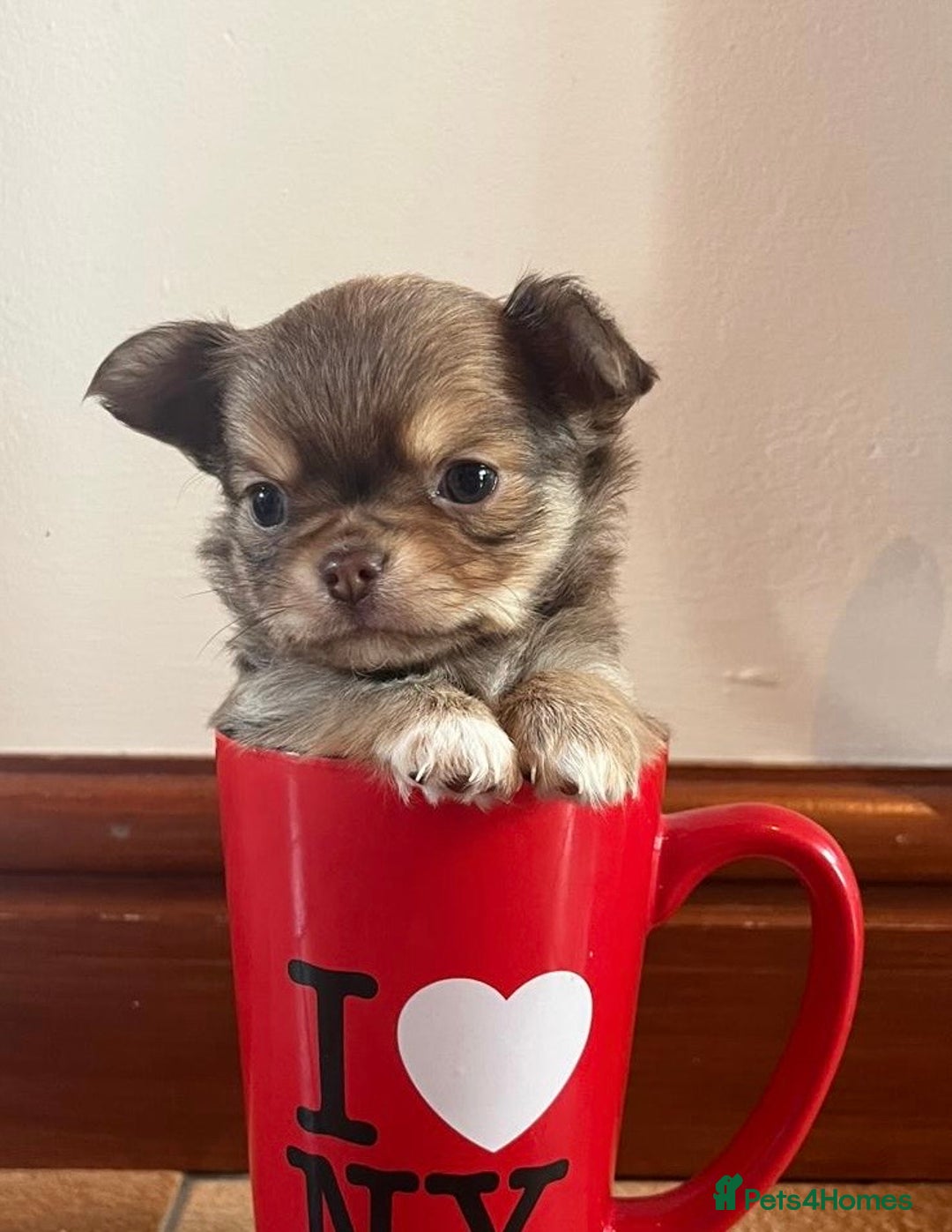 Chihuahua dogs for stud: Chico the Charmer- Russian Lines Champion Pedigree in Chester - Image 21