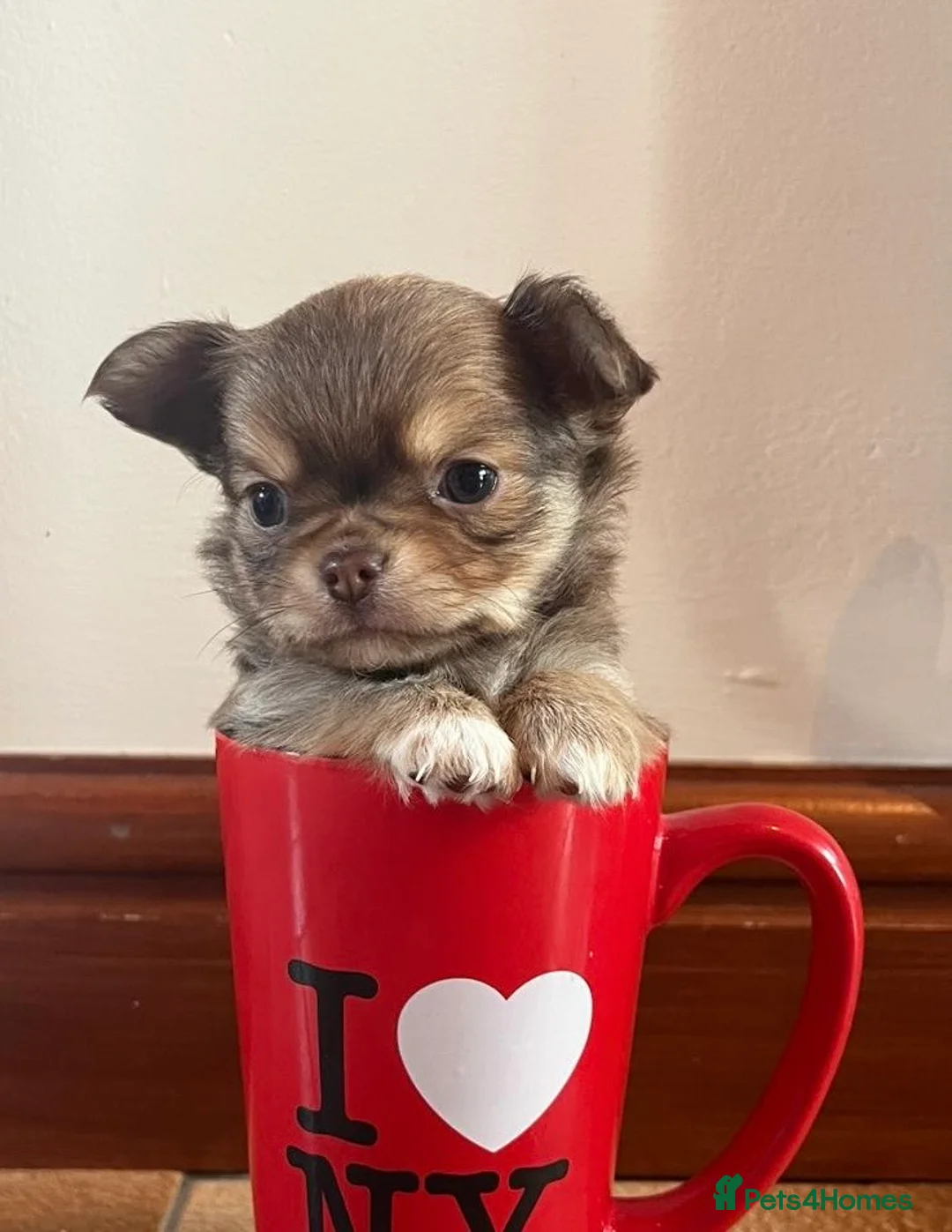 Chihuahua dogs for stud: Chico Chihuahua Russian Lines Champion Pedigree in Chester - Advert 21