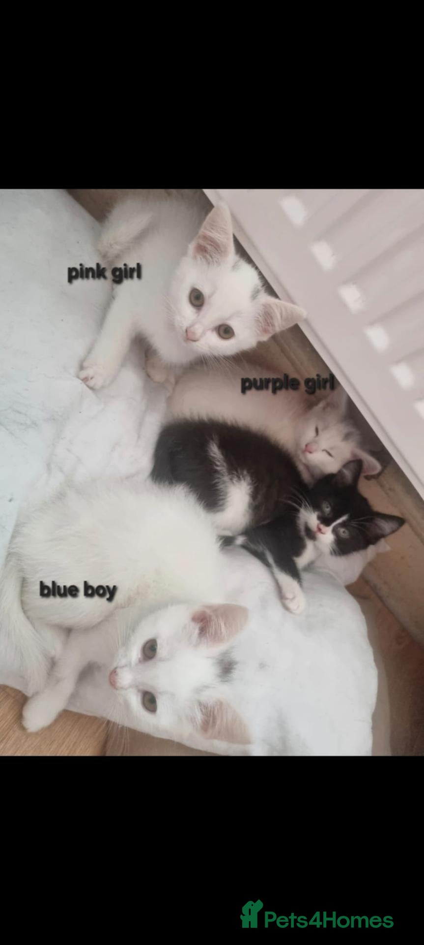 Mixed Breed cats 3 white ragdoll cross kittens for sale! - Advert 1