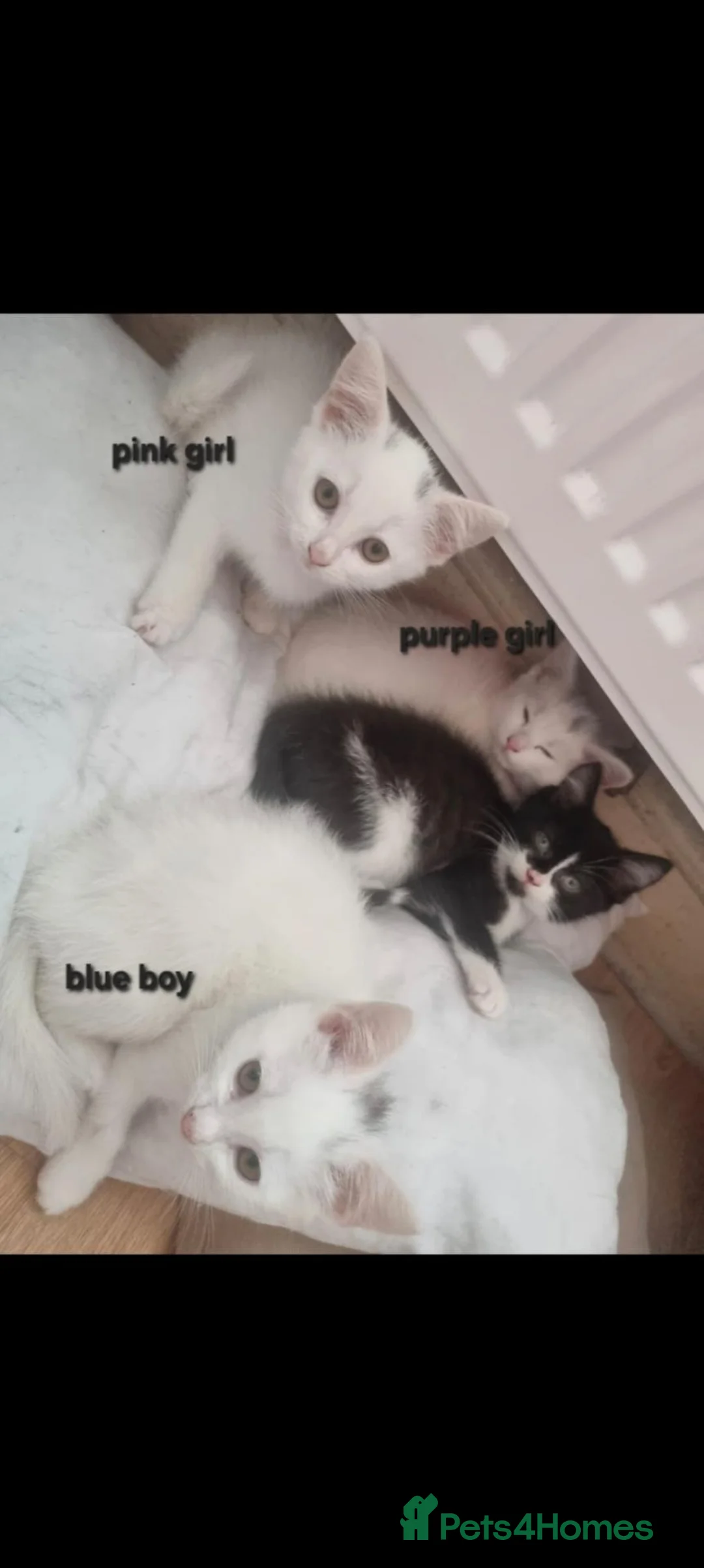 Mixed Breed cats for sale: 3 white ragdoll cross kittens for sale! - Advert 1