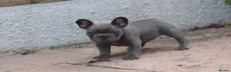 French Bulldog dogs for sale: French bulldog frenchies pups - Advert 10