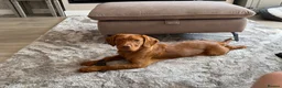 Cockerdor dogs for sale: Only the best for Ozzy-Beautiful Fox Red Cockerdor in Bradford - Advert 1