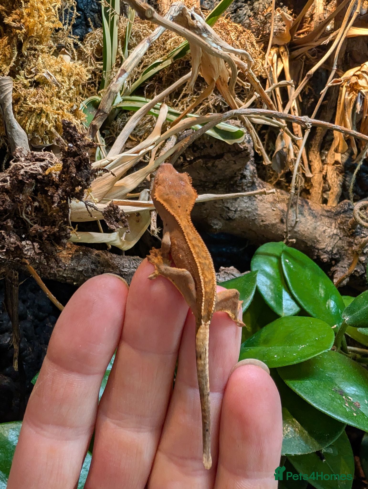 Gecko reptiles Baby crested geckos  - Advert 1