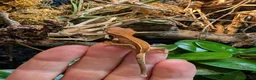 Gecko reptiles for sale: Baby crested geckos  in Derby - Advert 1