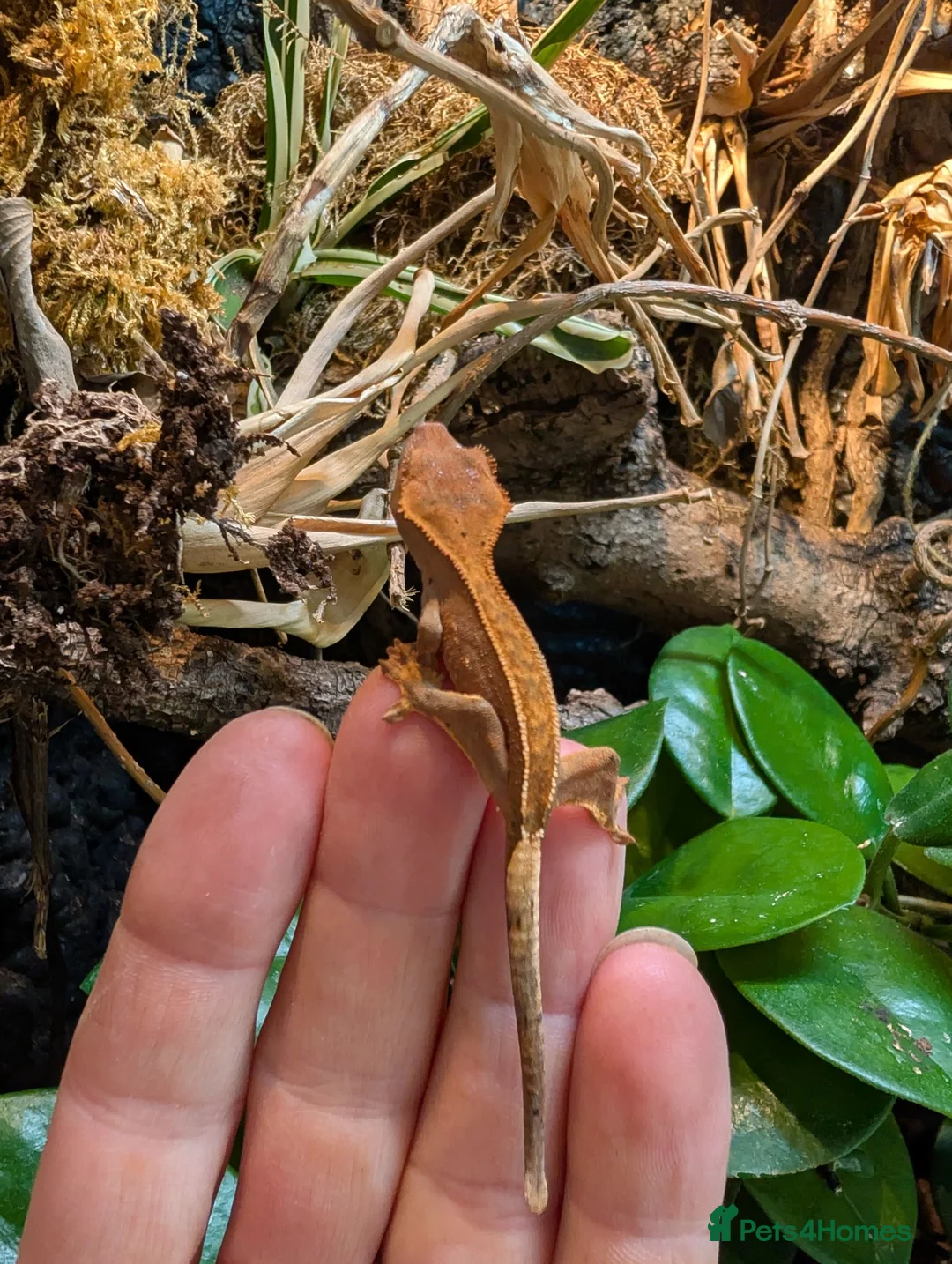 Gecko reptiles for sale: Baby crested geckos  in Derby - Advert 1
