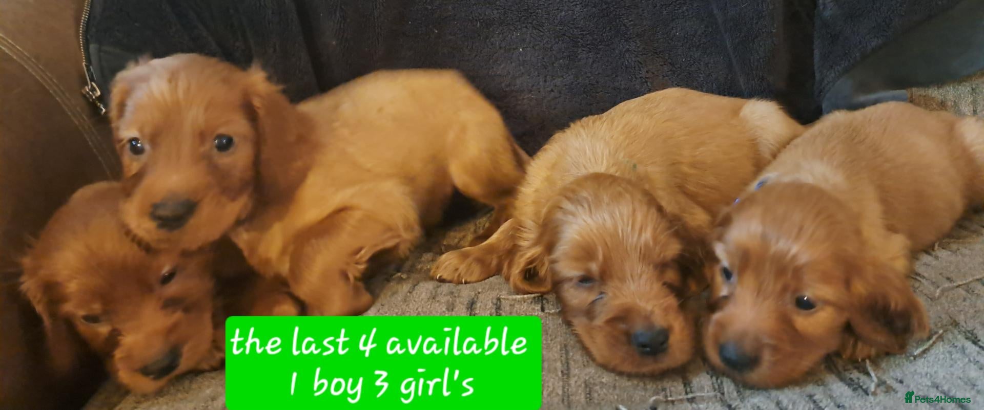 Irish Setter dogs Irish setter puppies ready 25th - Advert 5