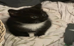 Mixed Breed cats for sale: Adorable Kittens, super cute!  - Image 8