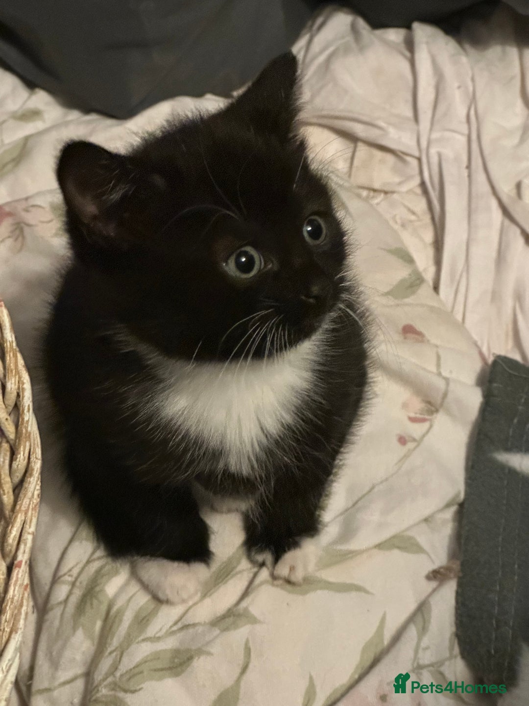 Mixed Breed cats for sale: Adorable Kittens, super cute!  - Image 8