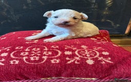 Mixed Breed dogs for sale: Gorgeous Bichon Frise x Maltese Puppies - Image 19