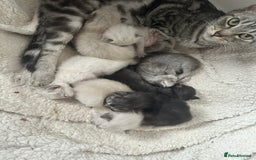 Ragdoll cats for sale: RAGDOLL X KITTENS  - Image 29
