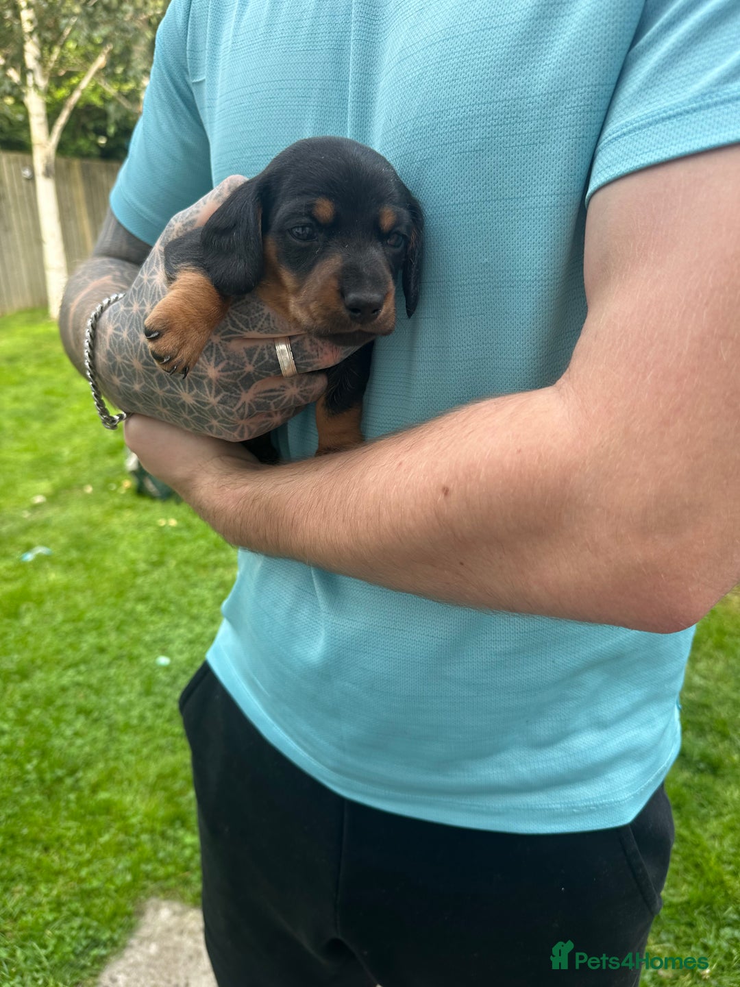 Miniature Dachshund dogs for sale: Miniature daschound - Image 6