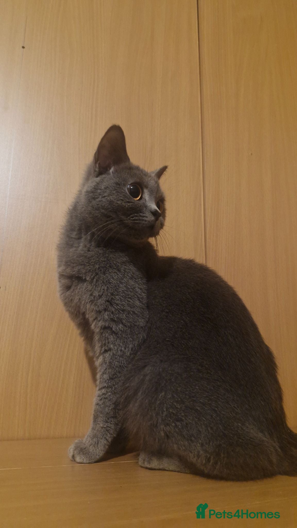 British Shorthair cats One Siamese and 2 British Shorthair adult cats - Advert 12