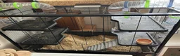 Gerbil rodents for sale: Two gerbils in Maidstone - Advert 3
