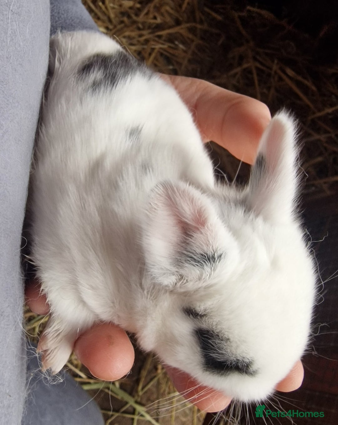 Mini Lop rabbits for sale: Mini lops  - Advert 11