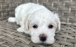 Maltipoo dogs for sale: Champagne and white, extensively health tested - Image 3