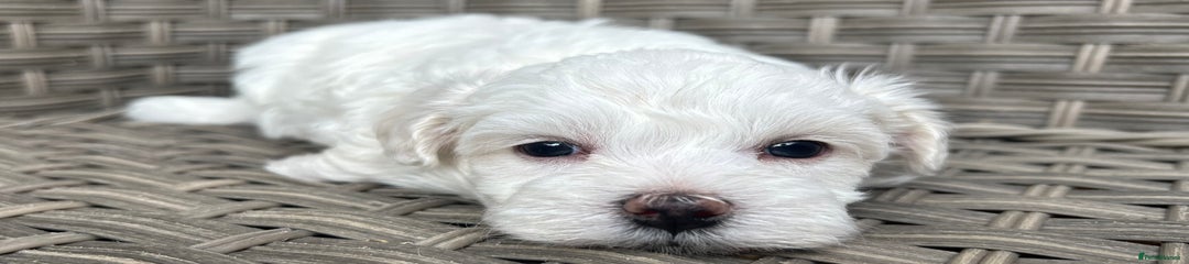 Casper