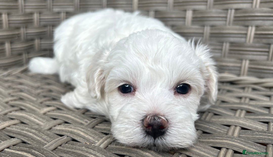 Maltipoo dogs for sale: Champagne and white, extensively health tested - Image 3