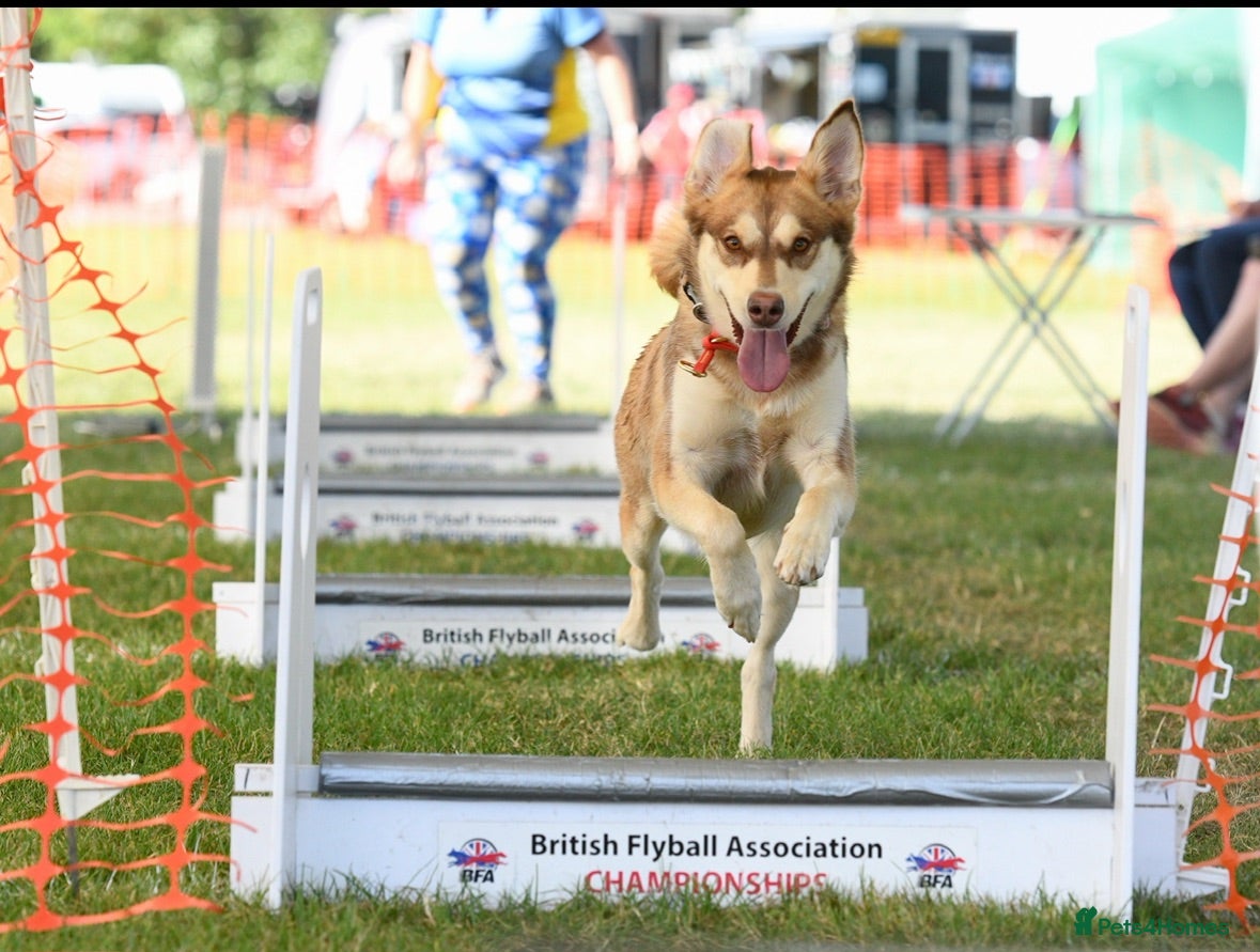 Mixed Breed dogs Sad rehome, malamute mix - Advert 15