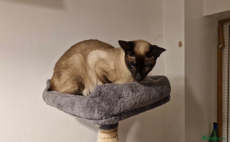 Siamese cats - Advert 1