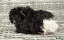 Guinea Pig rodents for sale: Lunkarya guinea pigs  - Image 10