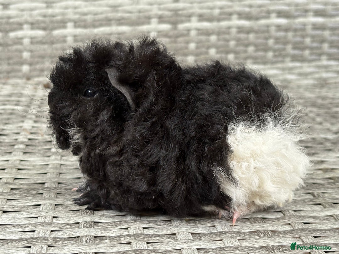 Guinea Pig rodents for sale: Lunkarya guinea pigs  - Image 10
