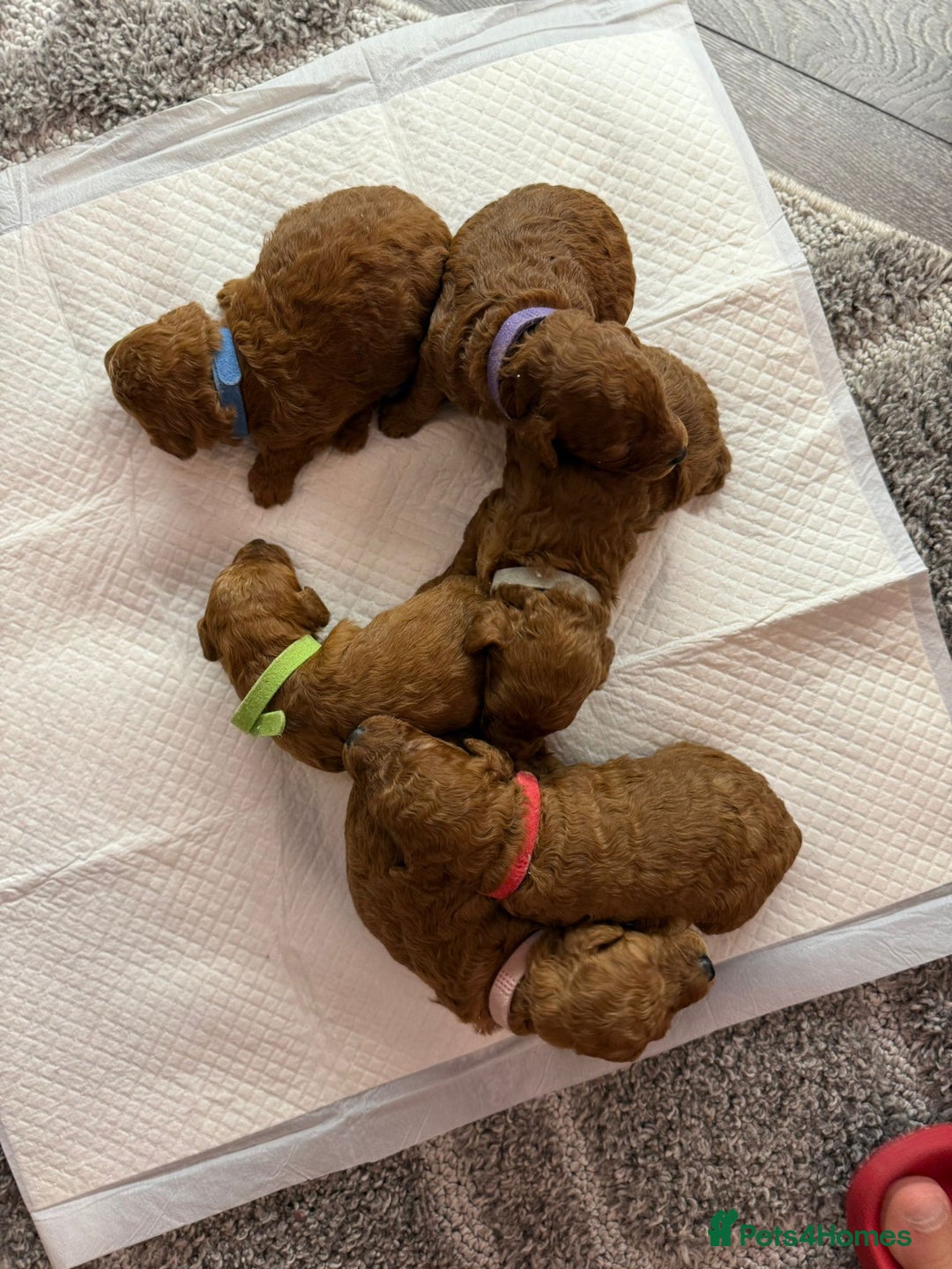 Cavapoo dogs for sale: F1b Cavapoo  - Image 11