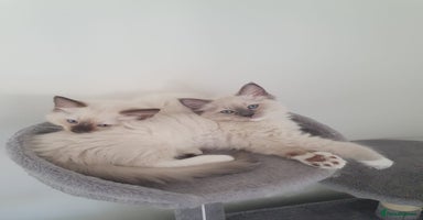 Ragdoll cats - Advert 6