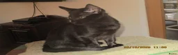 Siamese cats for sale: siamese cross boy kitten - Advert 2