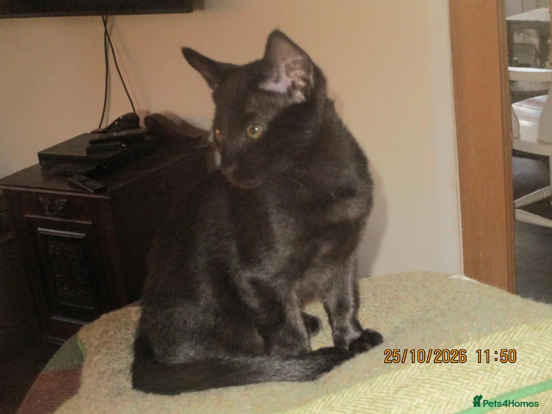 Siamese cats for sale: siamese cross boy kitten - Advert 2