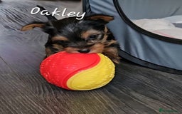 Yorkshire Terrier dogs for sale: miniature toy yorkie pups - Image 21