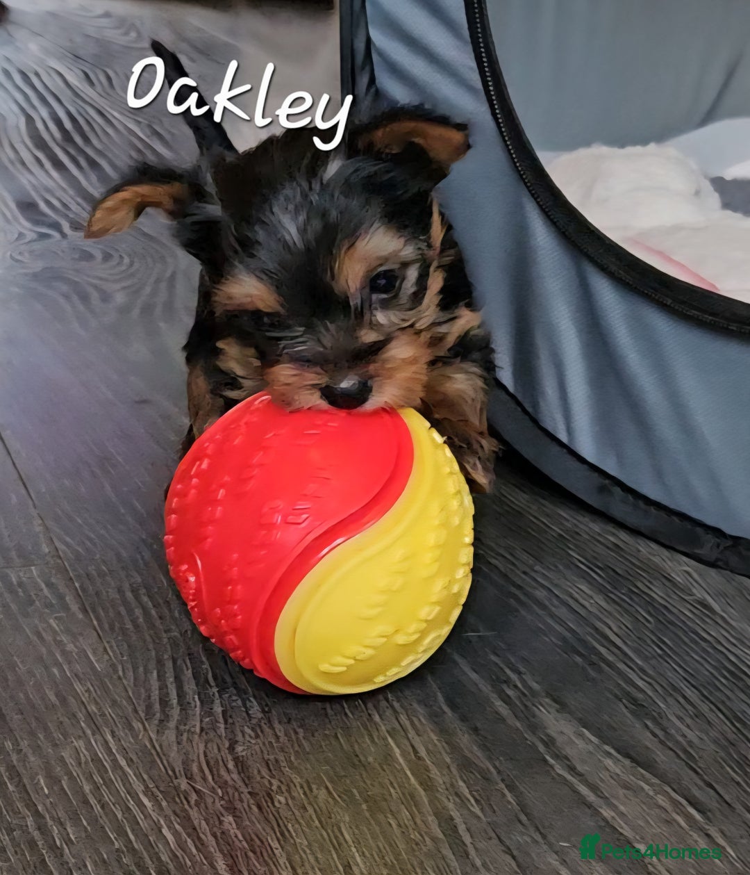 Yorkshire Terrier dogs for sale: miniature toy yorkie pups - Image 21