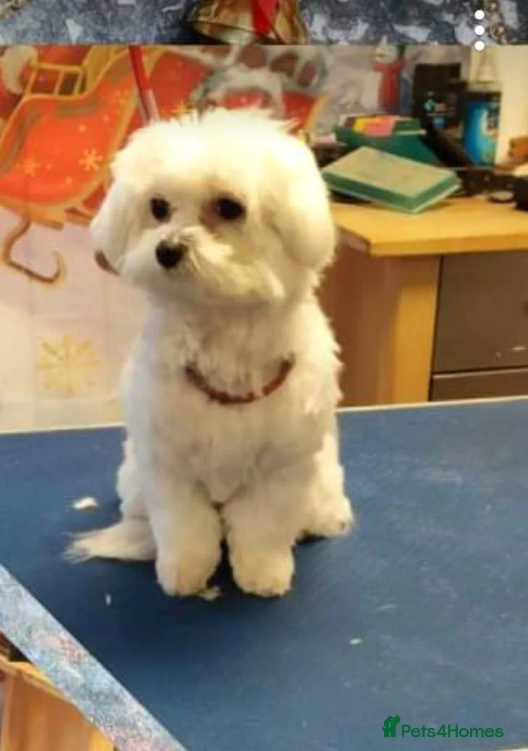 Gallery Image {{count}}