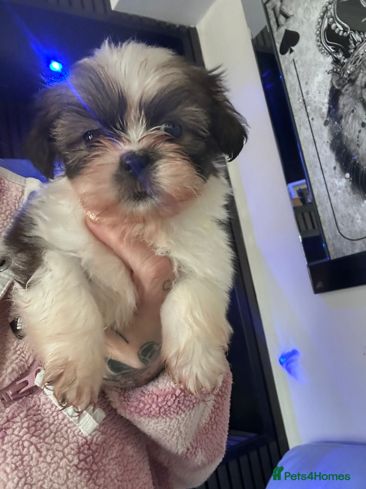Shih Tzu dogs Shih tzu pups for sale - Advert 2