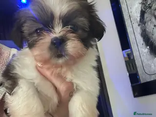 Shih Tzu dogs Shih tzu pups for sale - Advert 2